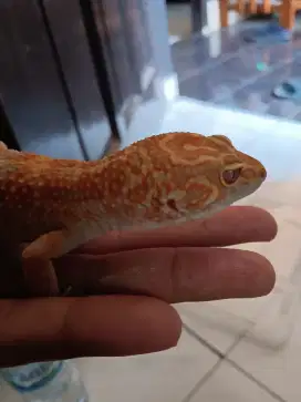 mainan anak gecko jinak