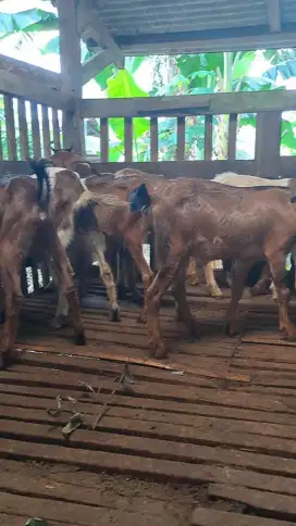 Jual Kambing Aqiqah