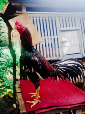 Ayam bangkok Selatan