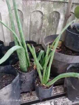 Tanaman Lidah Buaya Aloevera Jumbo, Subur