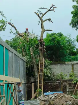 Jasa tebang pohon dan potong rumput