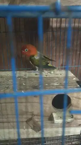 Lovebird biola euwing gold minus cabutan bulu ny