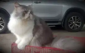 Grooming Panggilan