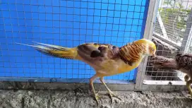 Ayam hias yellow pheasant jantan