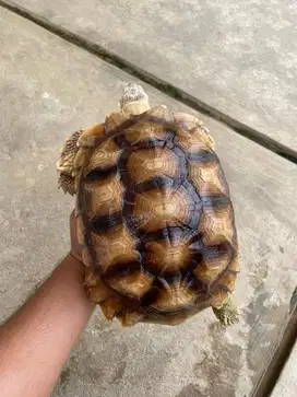 Kura Kura Sulcata Size 26cm