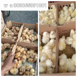 DOC BROILER / ANAK AYAM PEDAGING 1 BULAN PANEN