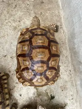 Kura Kura Sulcata Jantan Size 37cm