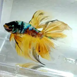 Ikan Cupang Halfmoon Marble Grade A..
Jantan, Lincah dan Sehat..