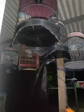 Burung perkutut berkaturagan