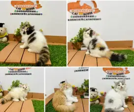 Kucing persia luucu lucu bisa diantar bayar ditempat