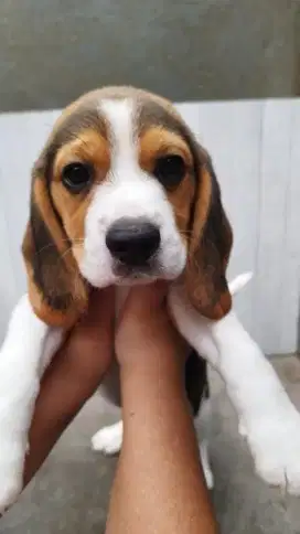 Beagle jantan demek parah cakep