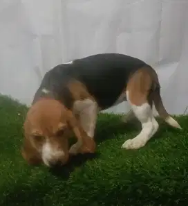 Beagle betina murah stambum