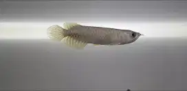 Arowana banjar red arwana