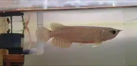 Arowana green pino arwana