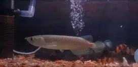 Arowana arwana ikan hias