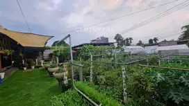 Rumah Villa Dan Kebun Luas Di Cijujung Bogor