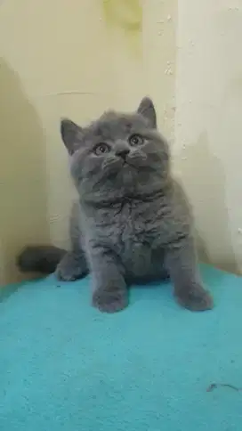 BRITISH SHORTHAIR KITTEN