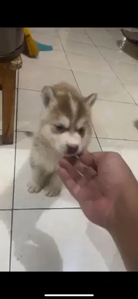 Anak anjing lucu siberian husky betina