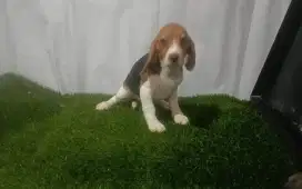 PUPPY BEAGLE (FEMALE 1)