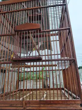 Dijual burung trucuk