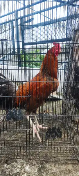 Jual ayam bangkok 10 bulan bonus betina muda