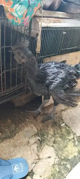 Ayam cemani pelung TB burung Lovebird