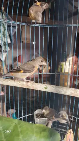 Burung paud betina red siskin clasik