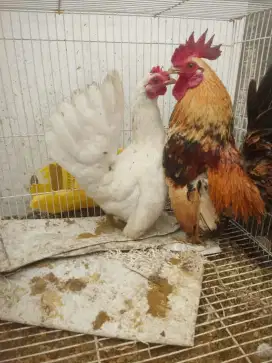 Ayam kate sepasang