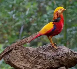 Golden pheasant mutasi warna sebagian sepasang murah