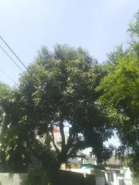 Bibit mangga merah kehitaman