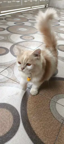 Kucing anggora/persia