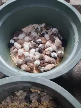 Hamster eceran grosir partai