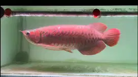 Ikan Arwana SR Super Red 55cm