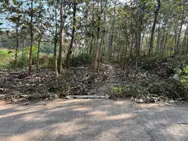 Kebun Jati Siap Panen 2311m² Kerjo Karanganyar