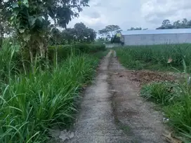 Tanah 1,5 Hektar Cocok Untuk Kandang Ayam (sudah berizin)