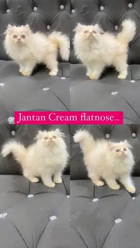 Kitten jantan flatnose