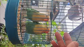 LB lovebird warna PB parblue cantik mewah murah