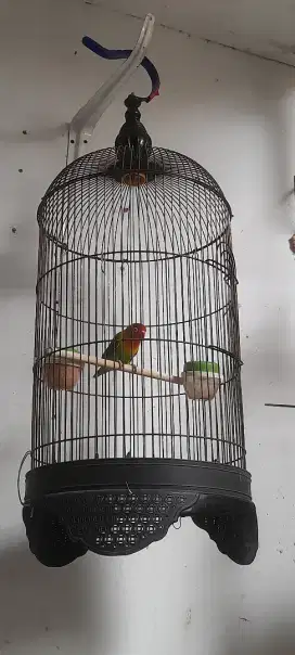 Burung Lovebird