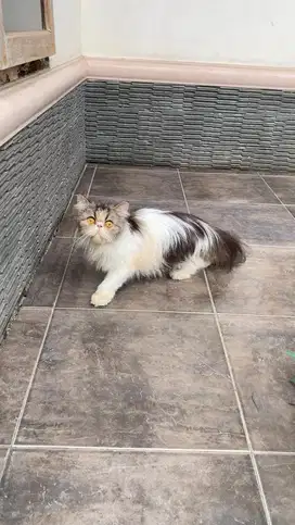 Kucing persia peaknose longhair