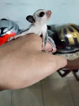 Sugar glider joey White face