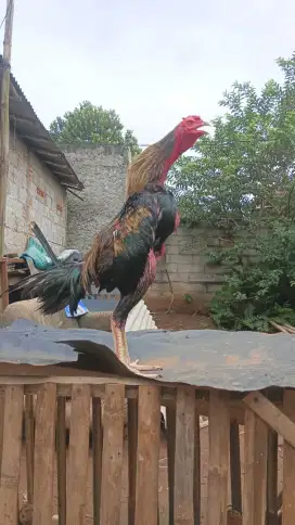 AYAM BANGKOK JALAK RAJIN PUKUL