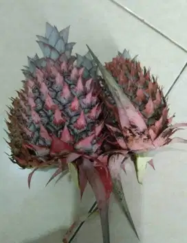 Nanas Muda Obat - COD Nanas Merah