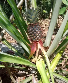 Nanas Muda Obat Langsung Dari Kebun