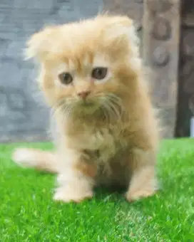 Kitten Scottish Fold jantan Garfield