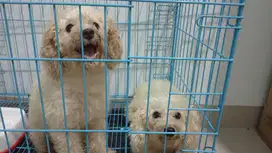 Anjing Pom dan Poodle dan Siap Kawin