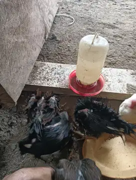 Ayam kampung ayam kriting