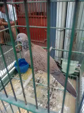 burung tekukur kuk 3