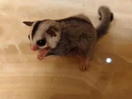 Sugar glider jinak 1 bulan