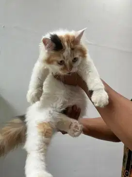 Kucing persia gimbul bulu riwuk