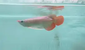 Arowana super red spek kontes 23 cm